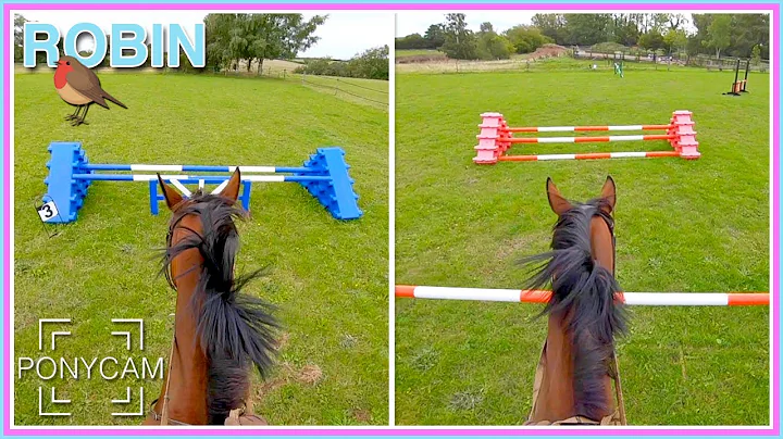 Zubie Loves the Jumping Paddock! | ROBIN | GoPro