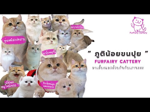 ฟาร์มแมวFURFAIRYภูติน้อยขนปุย | erk-erk