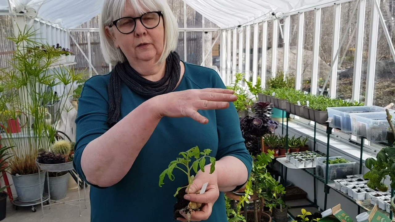 Tomattips 8, Rädda rangliga plantor