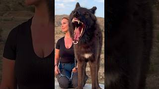 HUGE BLACK WOLF &amp; WOLFGIRL ANNEKA