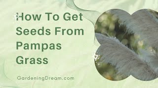 How To Get Seeds From Pampas Grass