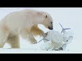 Polar bears play football with a spy cam   spy in the snow  bbc earth