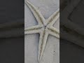Sea star 🌟 with it's "legs" 🌊🌊🌊