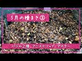 ５月の種まき3／バジル2種、アニスヒソップ、アスター／札幌園芸日記
