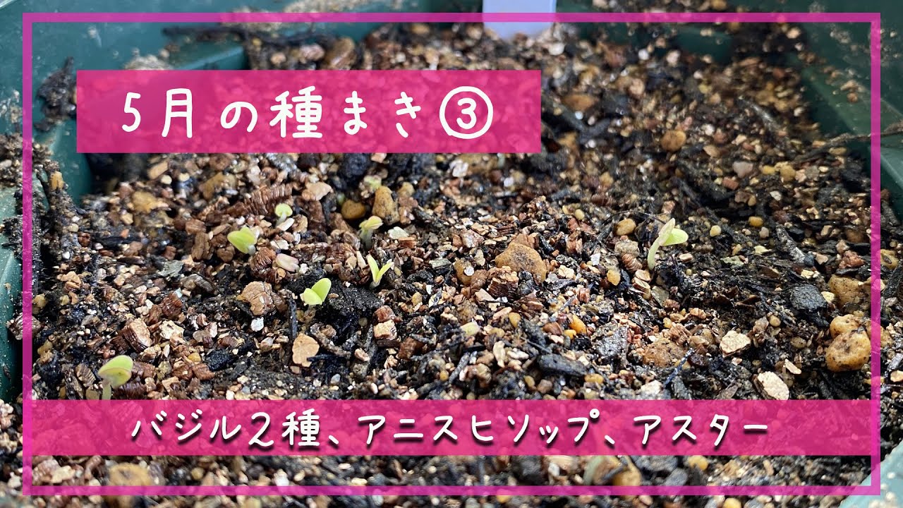 ５月の種まき3 バジル2種 アニスヒソップ アスター 札幌園芸日記 Youtube