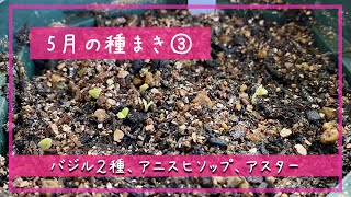 ５月の種まき3／バジル2種、アニスヒソップ、アスター／札幌園芸日記