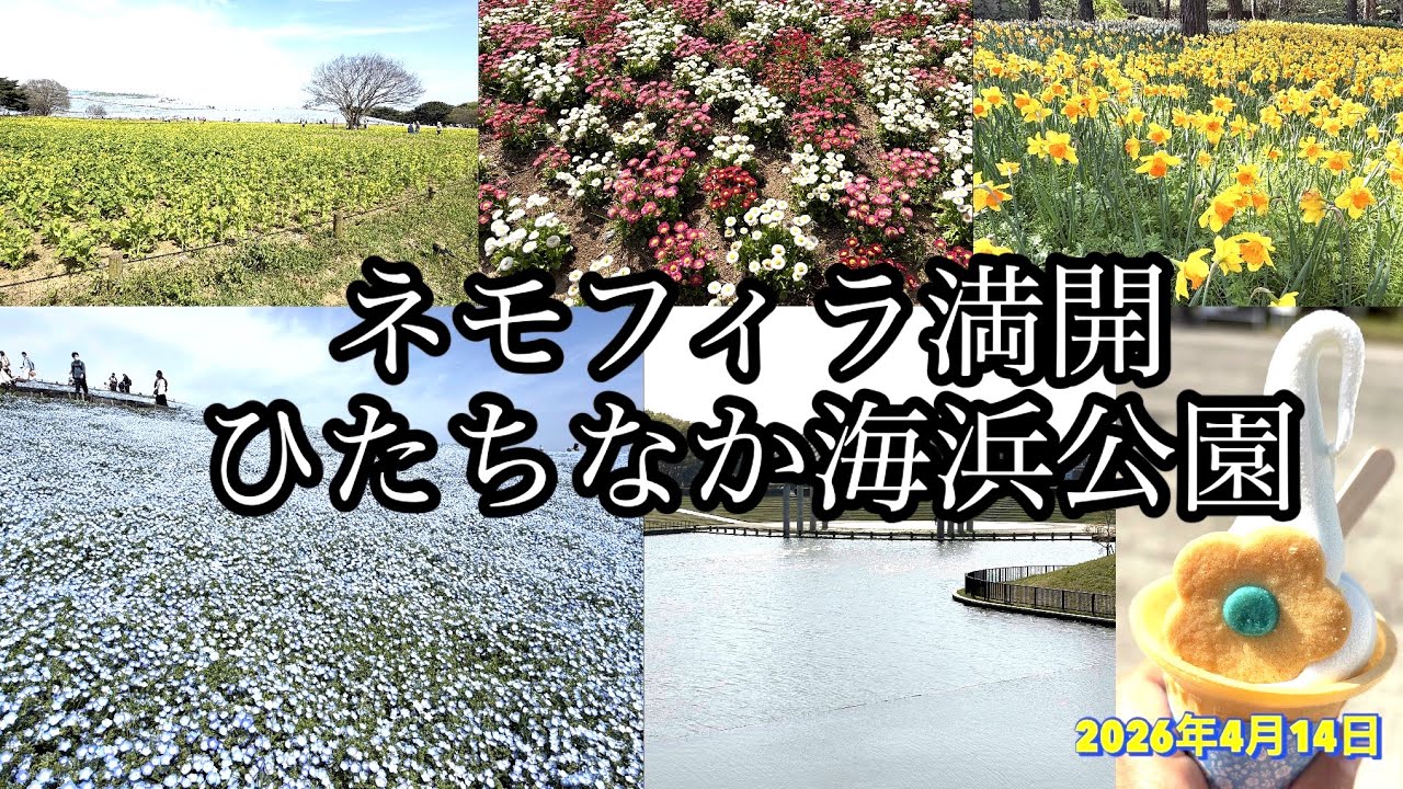 Nemophila in full bloom at Hitachi Seaside Park - YouTube
