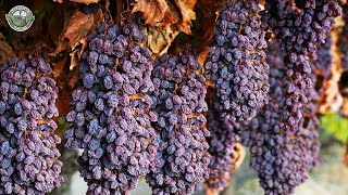 2.4 Million Grape Seedlings Are Produced And Harvested For Raisin This Way | Agriculture Technology
