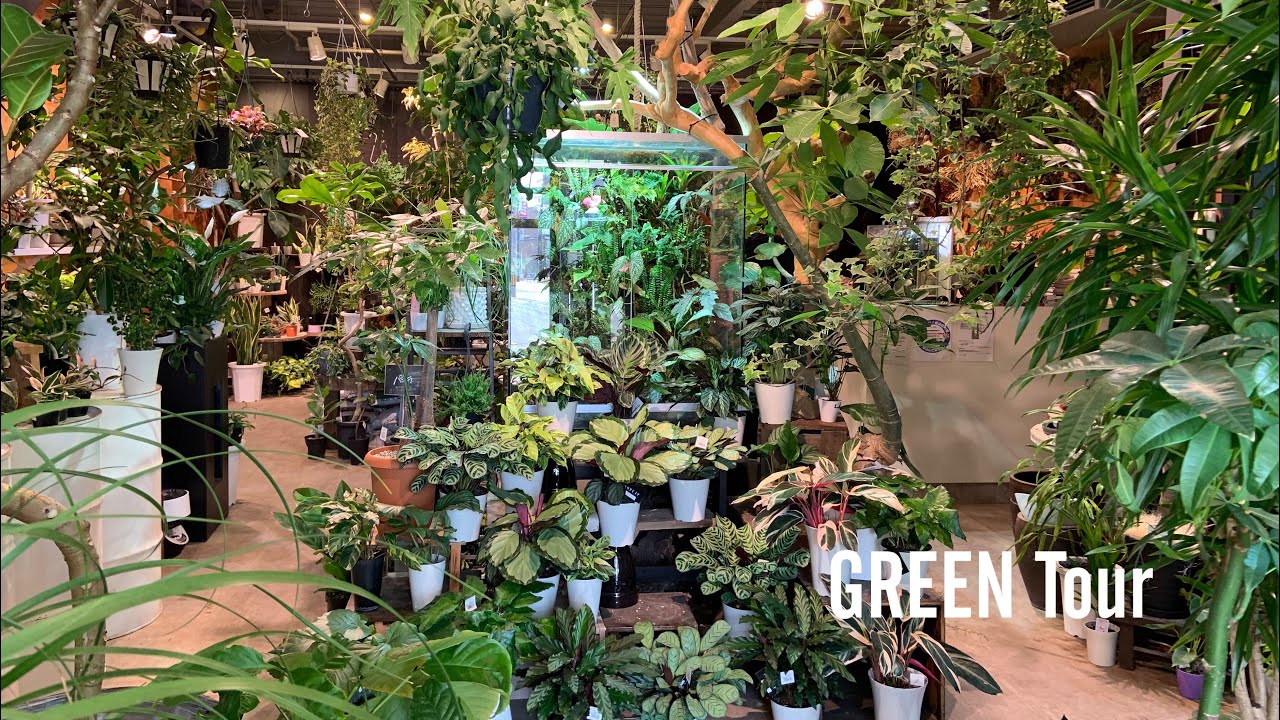 自宅を観葉植物でいっぱいにしたい人必見！面白い植物がいっぱい！二階