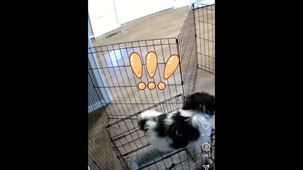 How to escape a Cage by dog 
