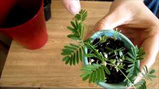 How To Grow Sensitive Plants from Seed