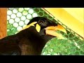 Beo antwortet mit gelchter thailndischer vogel lacht pfeift und schimpft