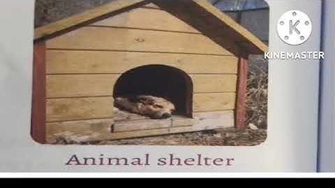 Class- III- EVS- Ch.-14- Animals in our Homes