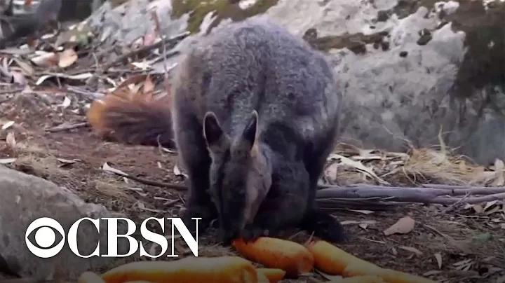 Officials airdrop vegetables from helicopters for animals amid Australia's fires