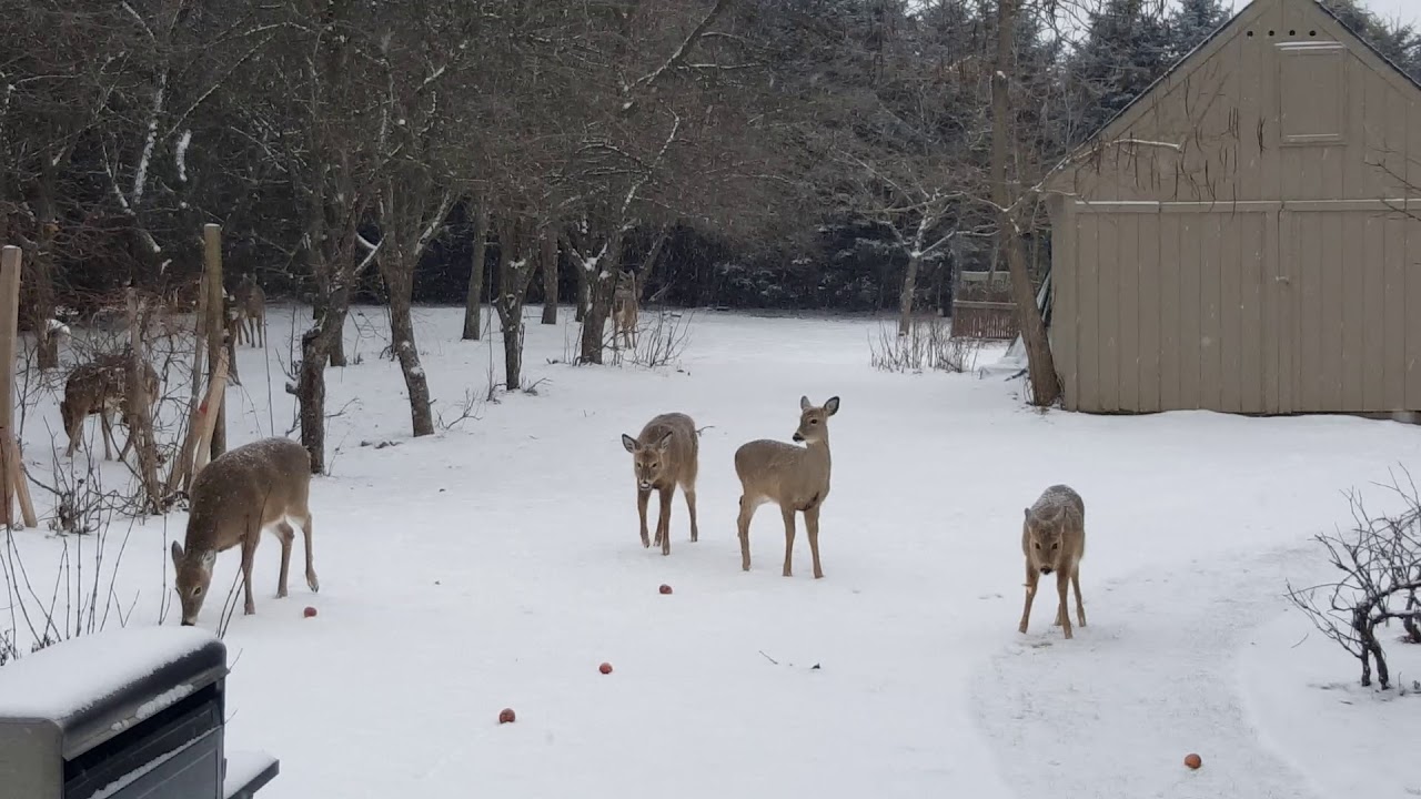 Deer family eating winter apples in my orchard - YouTube