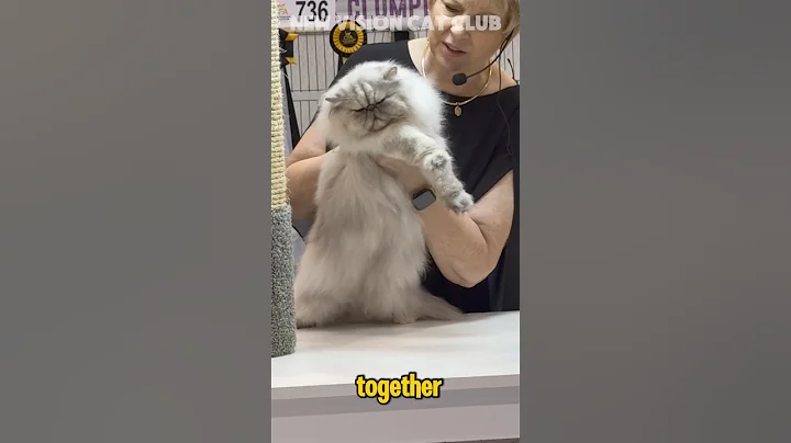 Watch the video about SMOKE / SHADED PERSIAN. #cat #kitten #catshow #persiancat #persiancatcorner