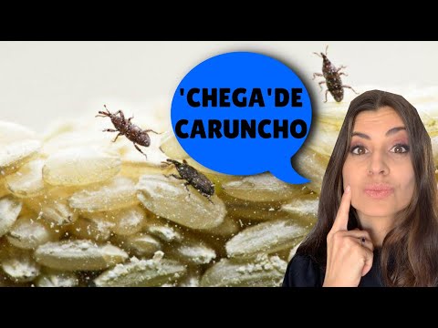 💬 ACABE com carunchos e lagartinhas nos alimentos da despensa! | Por Talita Cavalcante