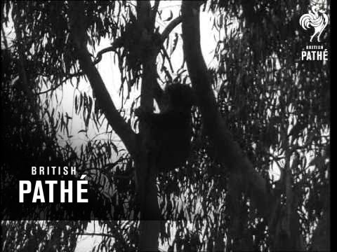 Koala Bears Threatened By Extinction (1962)