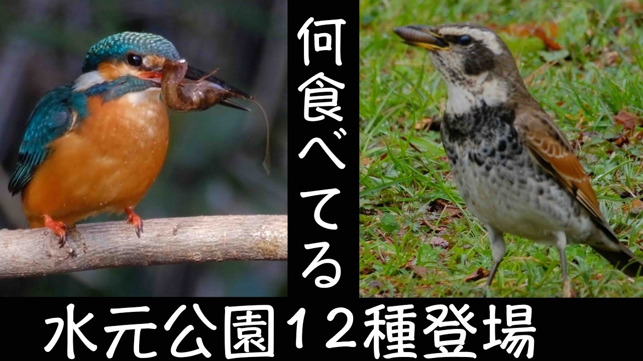 3月4日 今日何食べるの.冬鳥マンネリでも面白い 水元公園探鳥