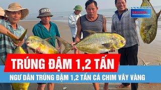 Ngư dân trúng đậm 1,2 tấn cá chim vây vàng