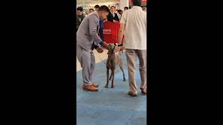 Dog Show 2023 GSC weimaraner