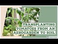 Transplanting tomatoes from an aerogarden to soil