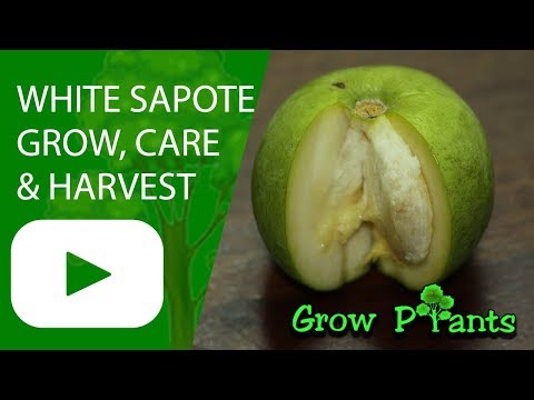 White sapote - grow, care, harvest and eat