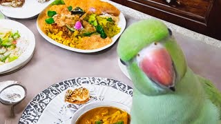 Parrot eating| Cute parrot video|Chakku the parrot