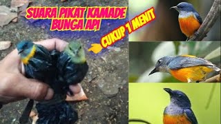 SUARA PIKAT BURUNG KEMADE BUNGA API RIBUT