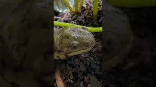 So much cuteness ❤️ (my tiger salamander, Tiffany)