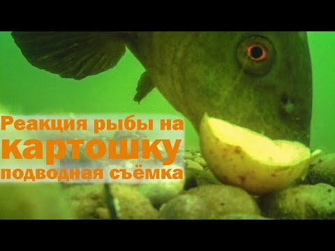 Video: Иттер картошка, таттуу картошка, картошка териси же чийки картошка алабы?