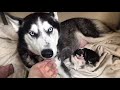 Alaskan husky birthing 8 puppies