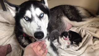 Alaskan husky birthing 8 puppies