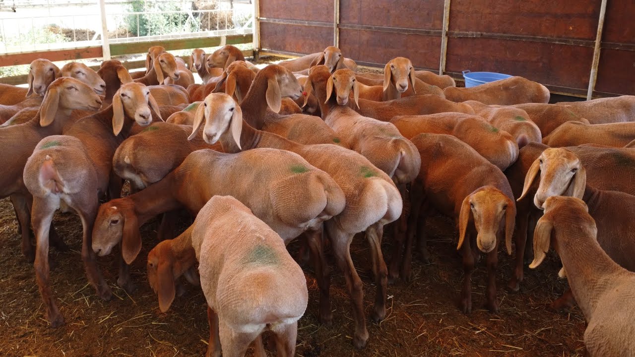 Бул короодон ӨТӨ жакшы арашан КОЧКОР, ТОКТУлар сатылат🤚🏼Блондин, Грозный, Граф, 80, Айсберг линия