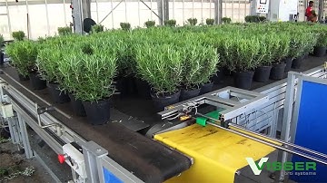 Visser Horti Systems - Pot Plants Promo