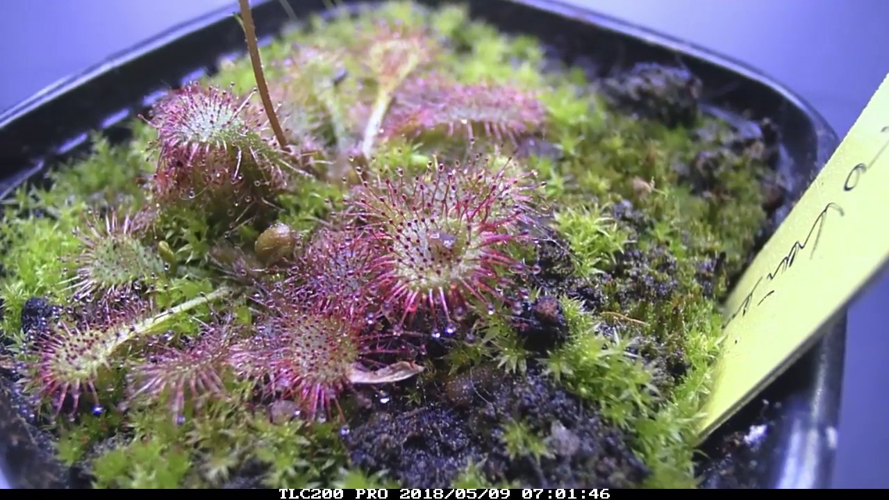 Drosera tokaiensis Zeitraffer/ time lapse fed with fish food