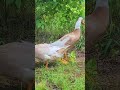 🦆 Butters &amp; Circles are back at it! 🦆