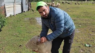 Benefits Of Sheep Ear Tagging. Impartance Of Ear Tagging In Sheep.