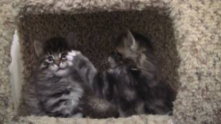 Siberian Kittens by Astera Siberians 2,227 views 13 years ago 1 minute, 8 seconds