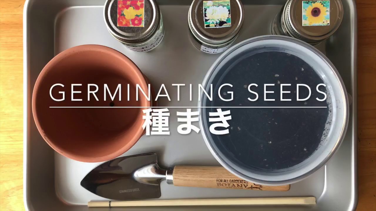 種まき 動画付 モンテッソーリ教育の情報 求人サイト Idees Montessori イデー モンテッソーリ