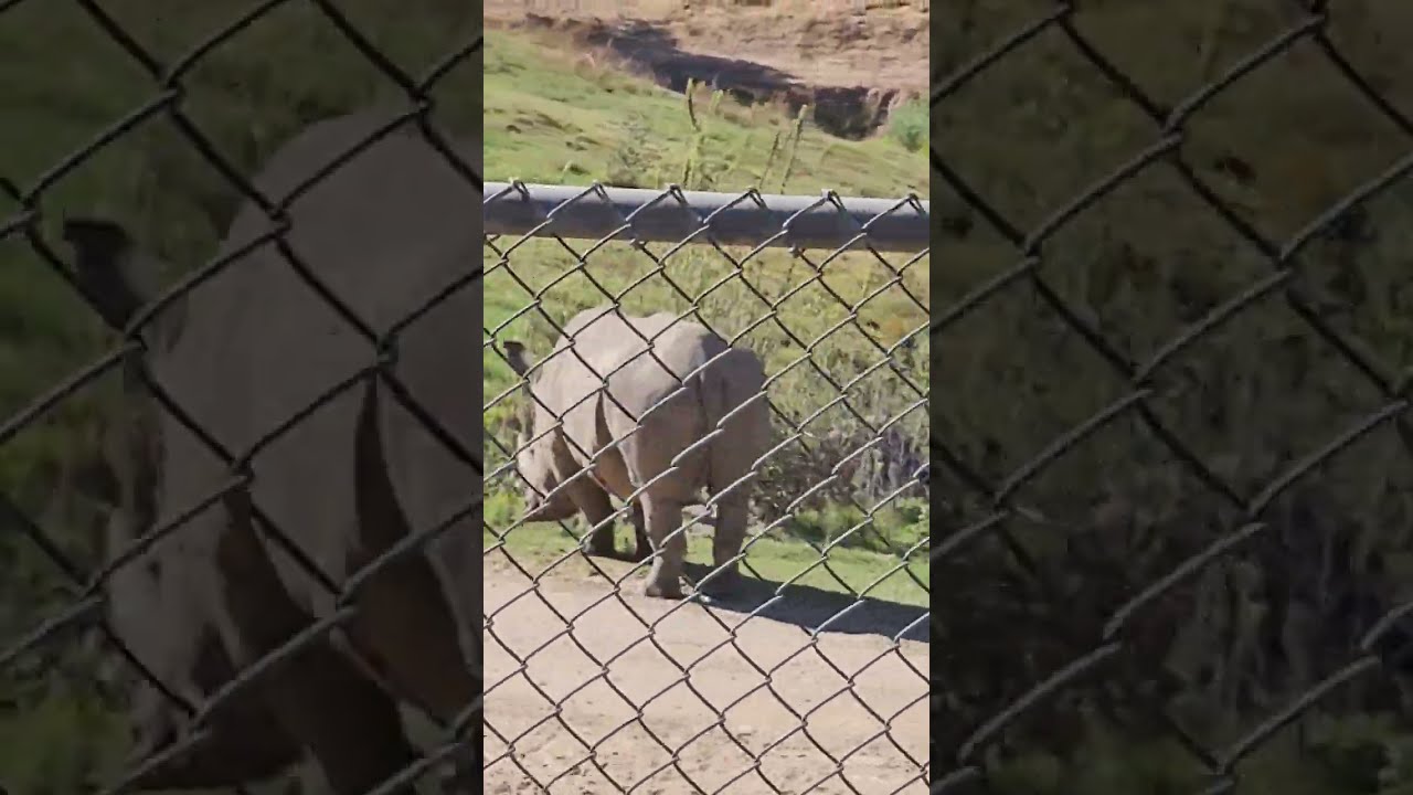 Majestic White Rhino At San Diego Zoo Safari Park SafariPark Shorts