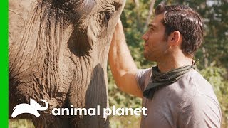 Evan Shares Heartfelt Encounter with a Gentle Elephant | Evan Goes Wild