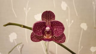 Как расцветает орхидея. Тайм-лапс. // How an Orchid blooms. Timelapse