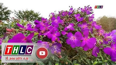 Vẻ đẹp hoa sim | THLC