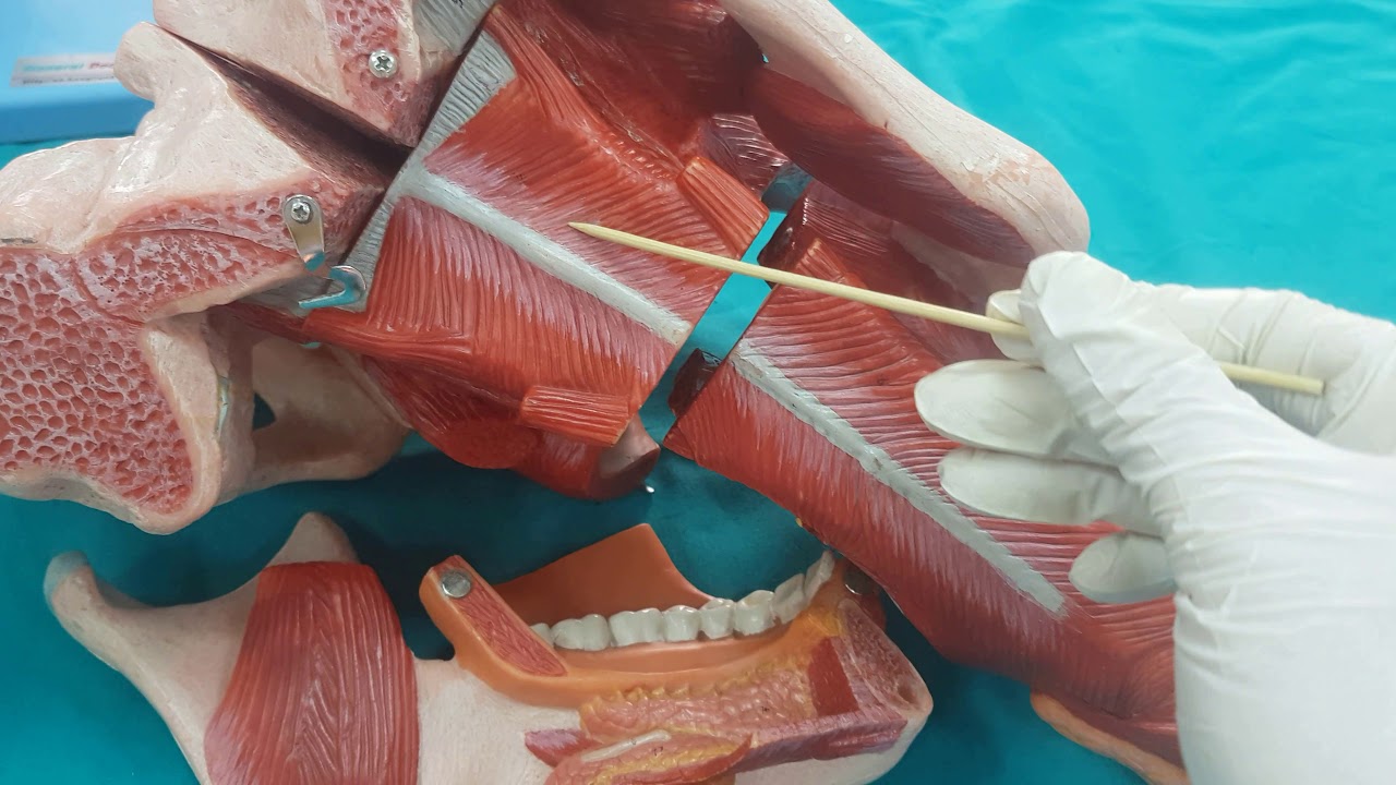 Gastrointestinal Sistem (GİS) Anatomisi (3.Bölüm)