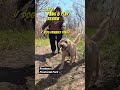 Jax's Paws &amp; Play Review - Rondeau Provincial Park #shorts #rvlife #dogfriendly