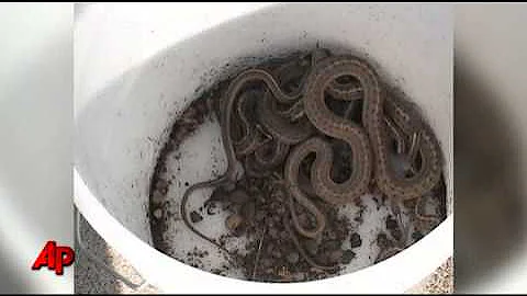 Idaho "Dream Home" Was Infested With Snakes