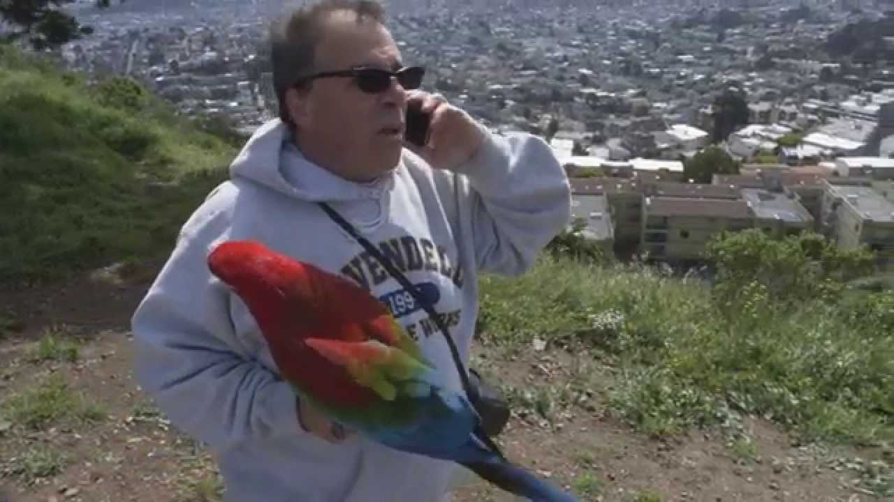 One Day in San Francisco Free Flight Bird Trainers Part 1 of 2