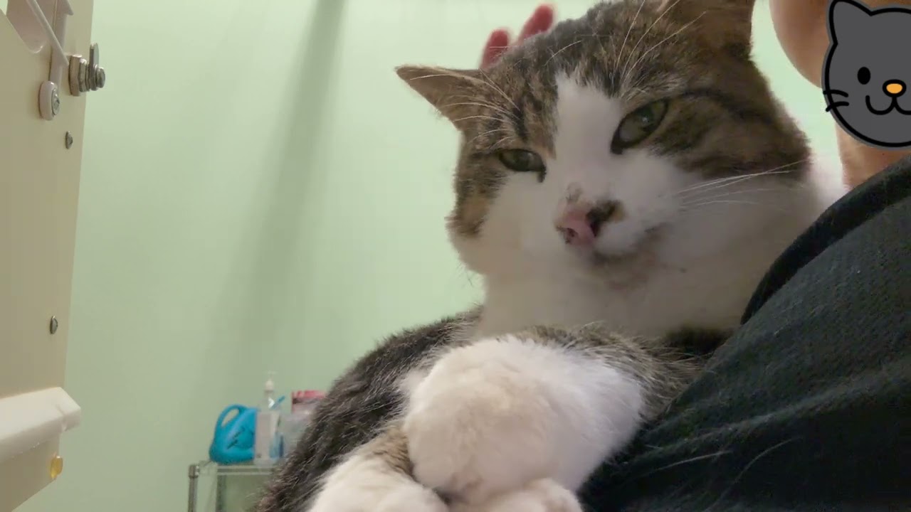 Heart Melting Phantom the Tabby Cat ❤️ Loves Cuddles | Waiting for a Forever Home (2025 November 4)