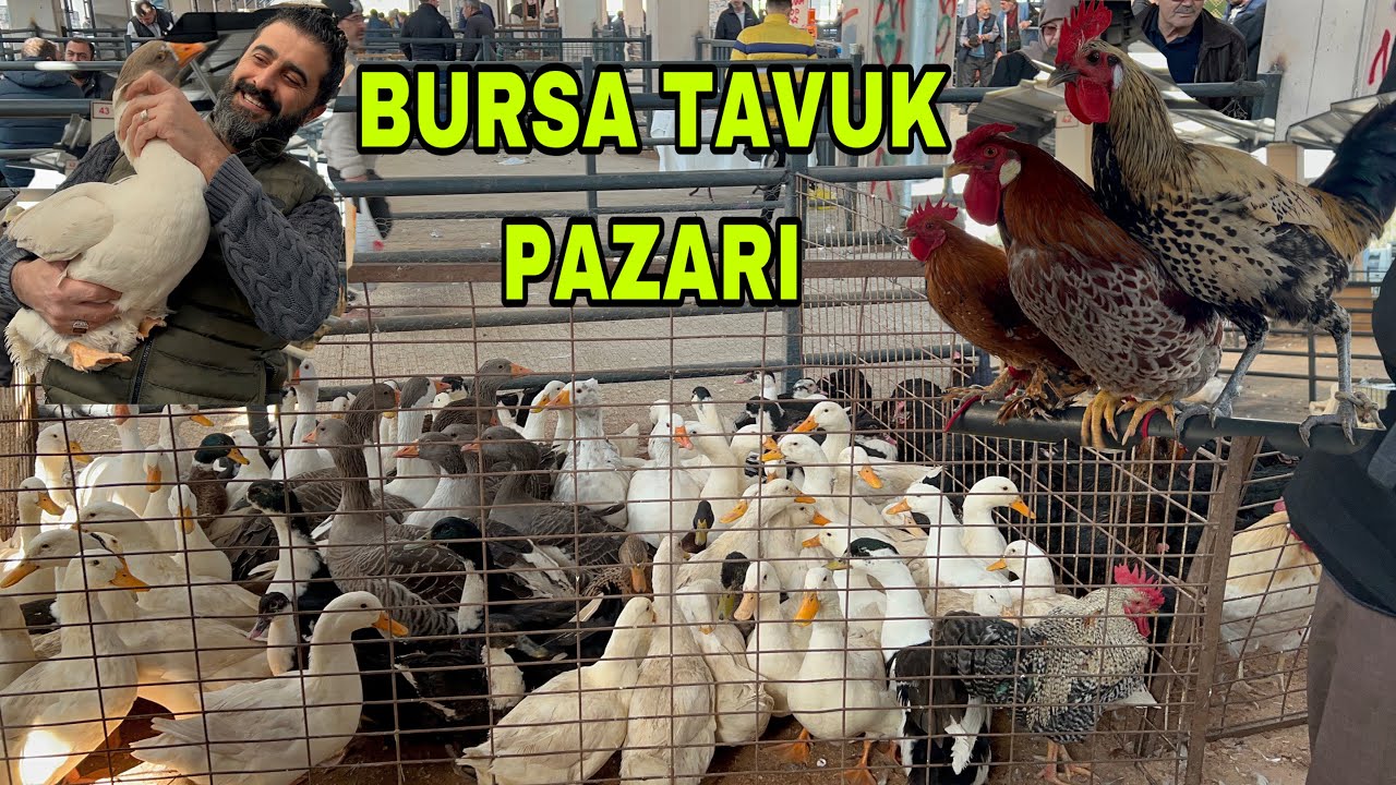 BURSA TAVUK PAZARI  KAZ ÖRDEK TAVUK HİNDİ HERŞEY ÇOK UCUZ